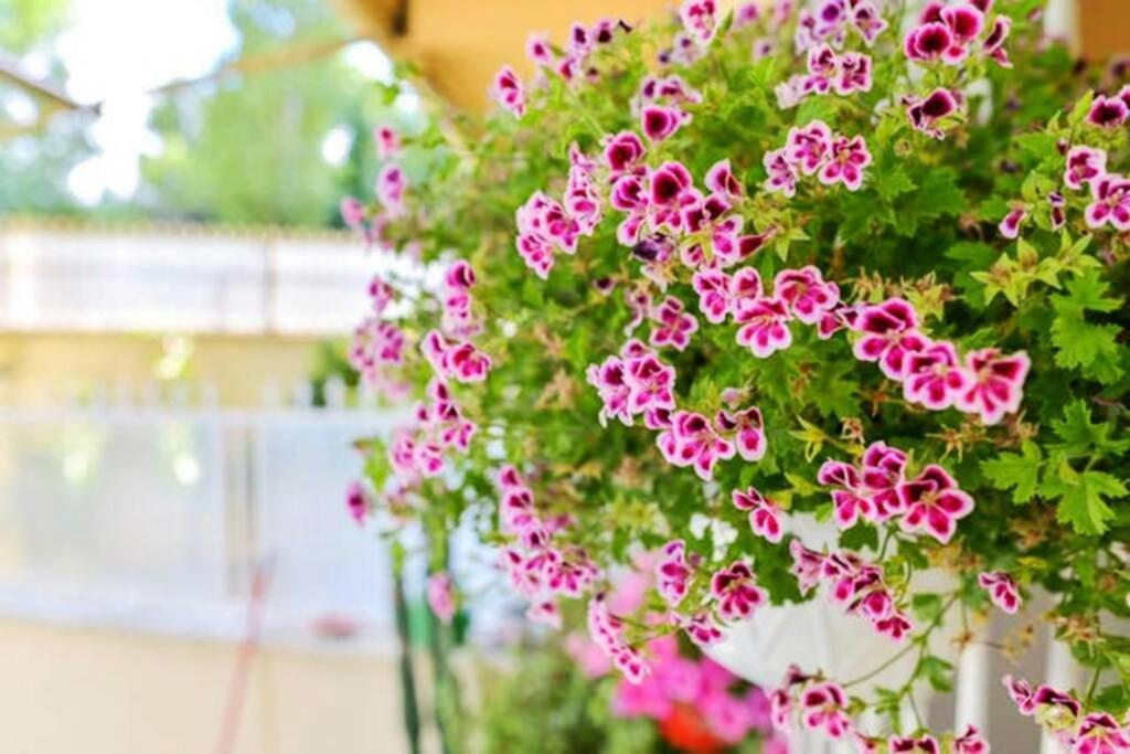 Dolci Sogni Romani Senza Scale O Barriere Ngoại thất bức ảnh